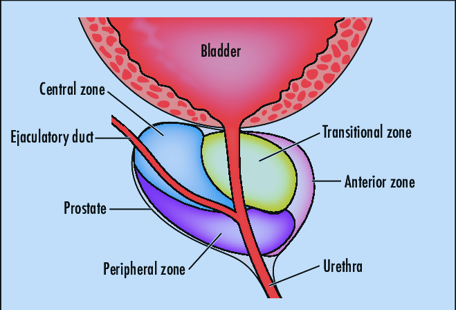 Prostate zone image
